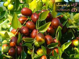 تصویر 2 از خرید و قیمت روز عناب تازه بیرجند با کیفیت و قیمت استثنایی